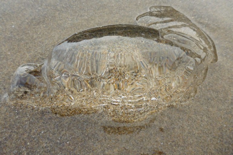 A clear jelly fragment rests on the sand.