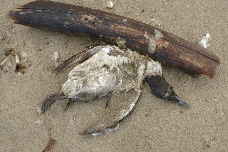 A beached common murre carcass rests on the sand.