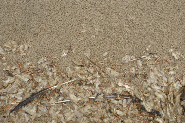 A line of old bleached by-the-wind-sailors Velella velella rests on rain-dimpled sand at the tip top of the tide.