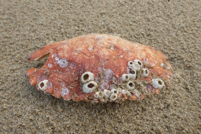 A drifted rock crab carapace adorned with several empty barnacles rests on rain-dimpled sand.