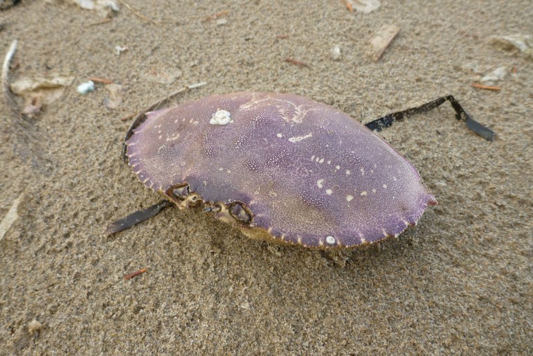 A drifted Metacarcinus magister carapace rests on rain-dimpled sand.
