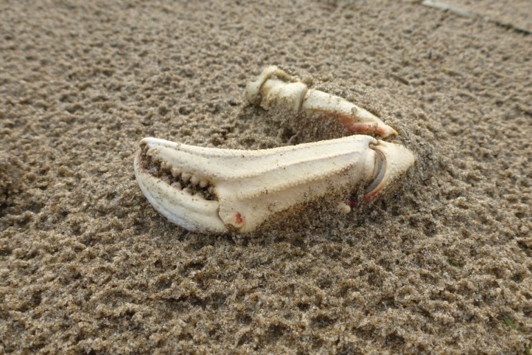 A detached and drifted Dungeness crab Metacarcinus magister pinching claw rests on rain-dimpled sand.