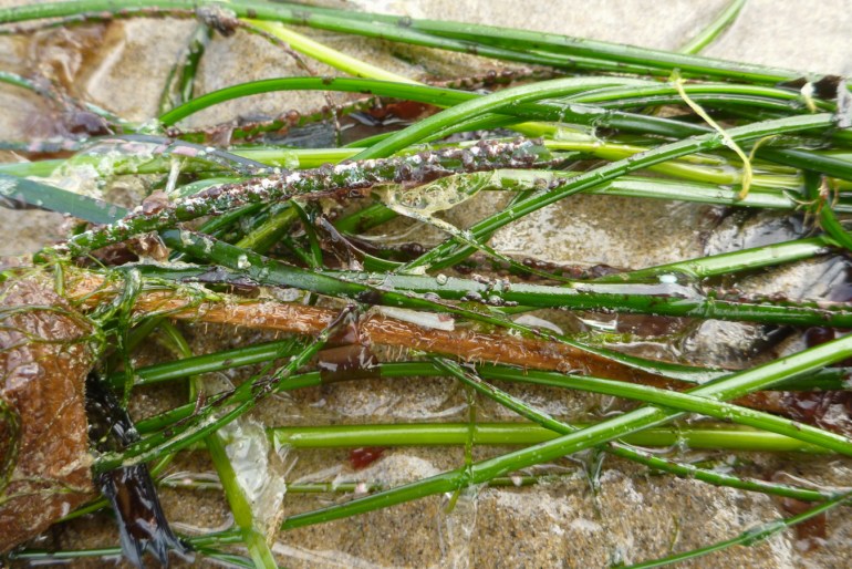 Drifted surfgrass Phyllospadix resting on the sand.