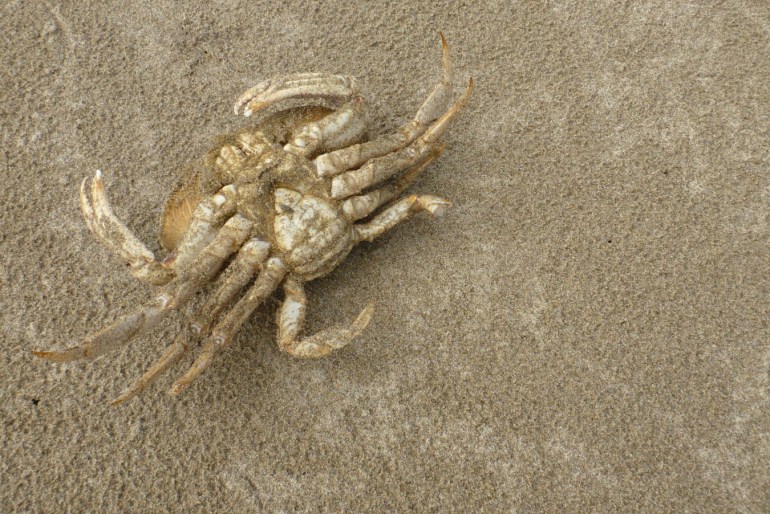 A struggling Dungeness crab Metacarcinus magister rests upside down on the sand.