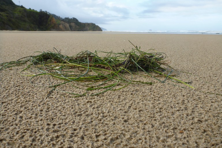 A tangle of drifted surfgrass Phyllospadix rests on rain-dimpled sand.