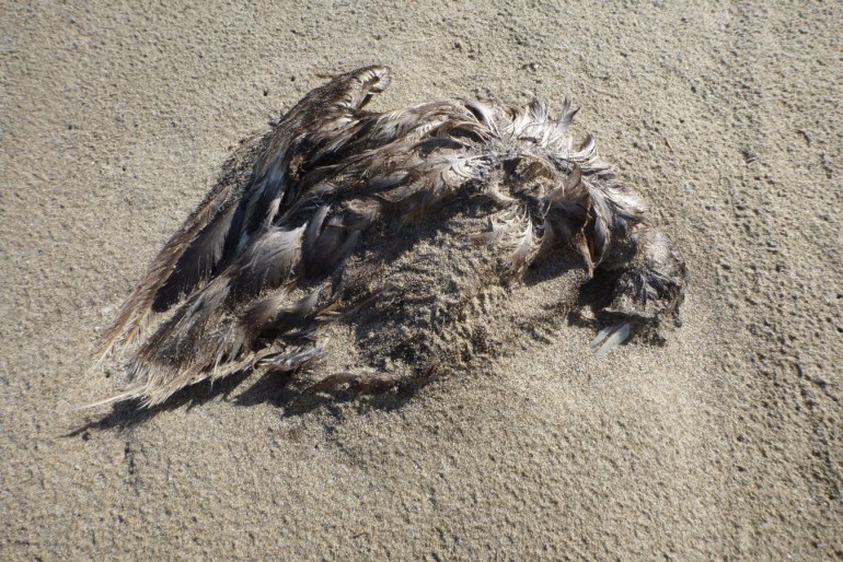 A beached northern fulmar carcass rests on rain-dimpled sand.
