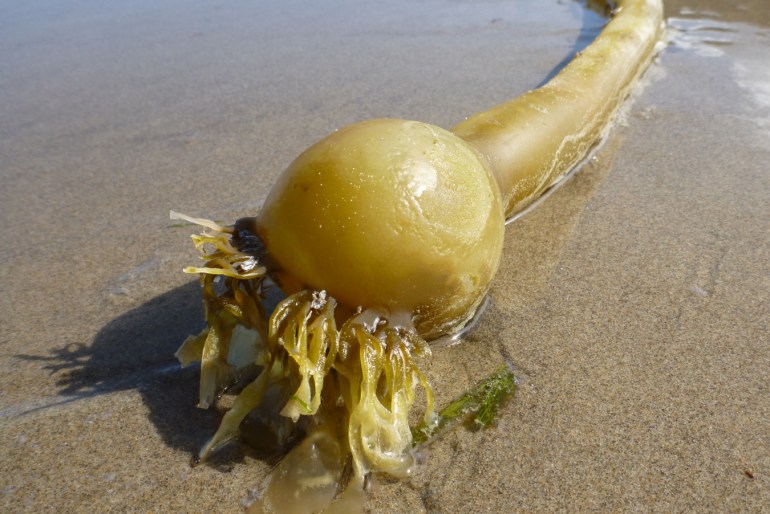 A drifted bull kelp Nereocystis luetkeana stipe rests on the sand. The image features the pneumatocyst.