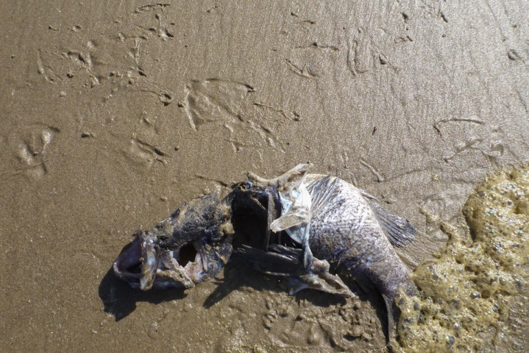 A beached rockfish carcass rests on the sand surrounded by gull tracks.