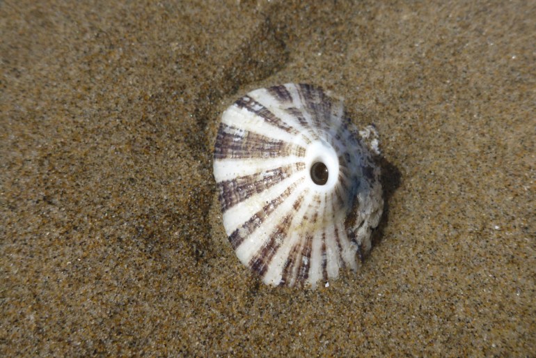 An empty and drifted rough keyhole limpet Diodora aspera shell rests right side up on the sand.