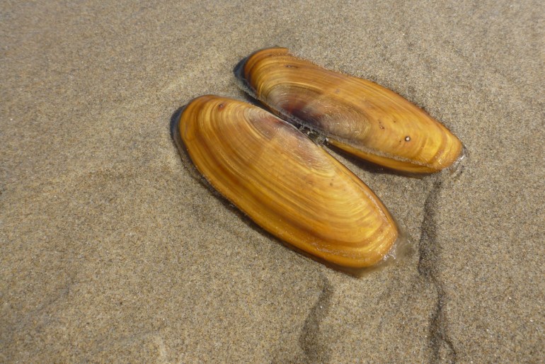An empty and drifted Pacific razor clam Siliqua patula shell (both valves), exterior surfaces exposed, rests on the sand.