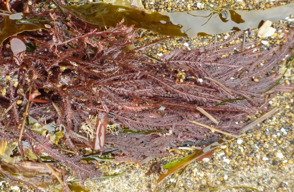 Detached and drifted Ptilota among some other seaweeds in the wrack line.