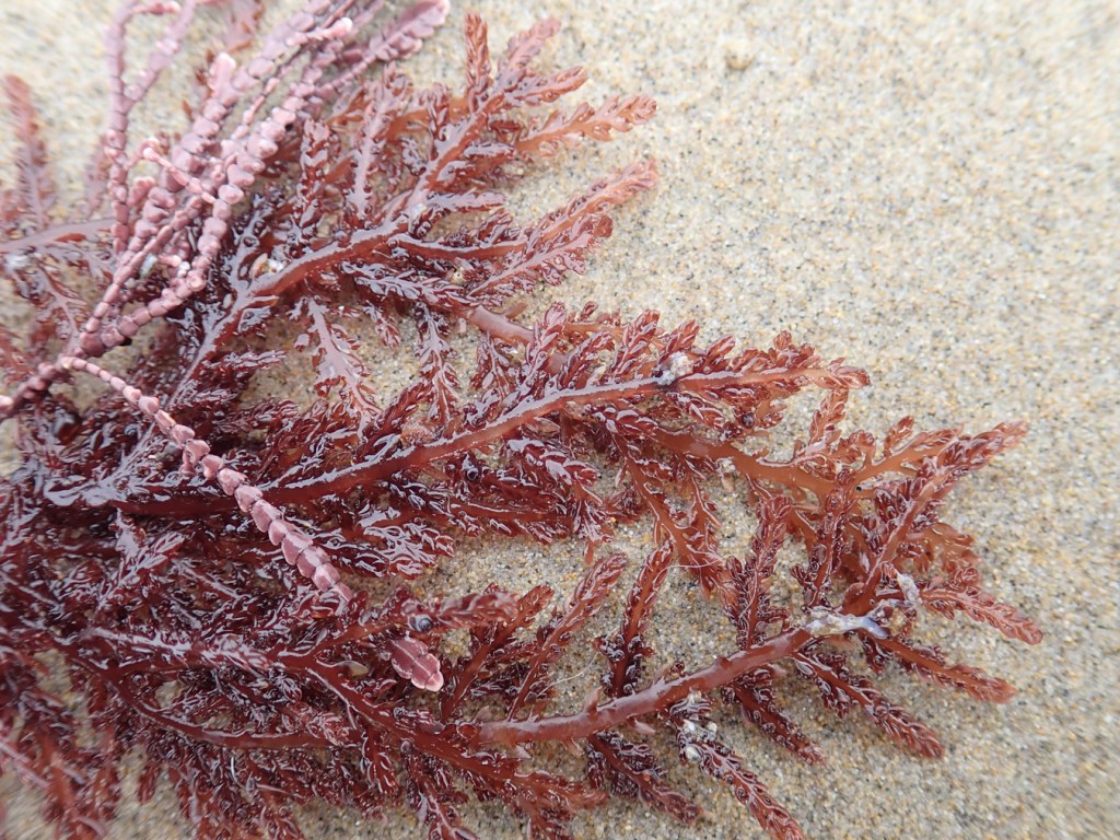 Detached and drifted Ptilota rests on the sand.