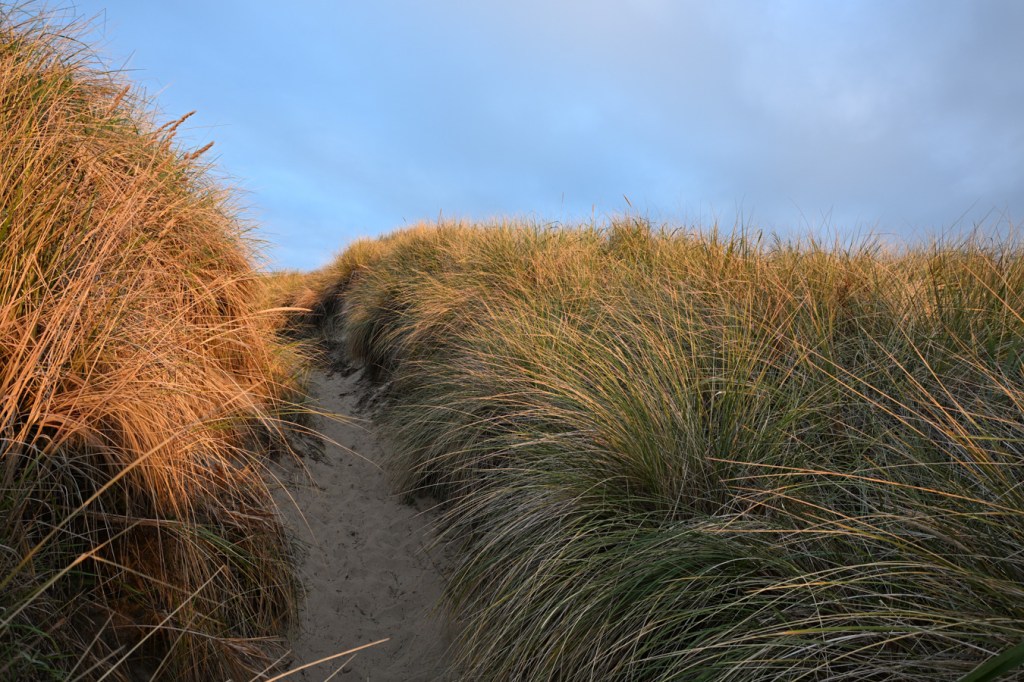 A trail up and over the foredune cuts through a beachgrass Ammophila monoculture.