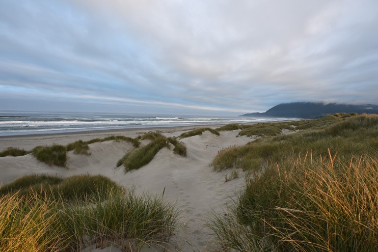 A seascape featuring first sunlight on the beachgrass Ammophila at the top of the foredune. In the distance, beach and the surf zone, and a distant headland. Partly cloudy sky.