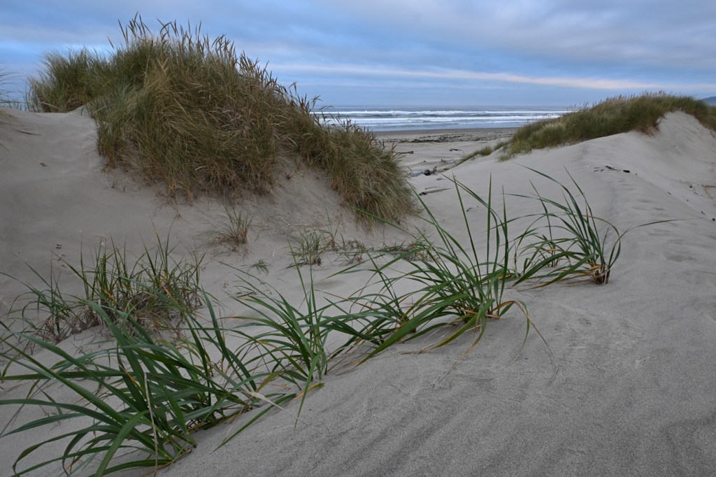 A seascape featuring the foredune and a view out to sea. Dunes, dunegrass Leymus and beachgrass Ammophila in the foreground. In the distance, the beach, and the surf zone. Mostly cloudy sky.