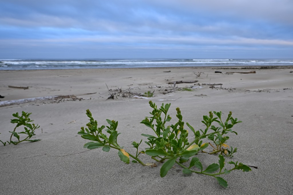 Pioneering Cakile on the backshore. In the distance, the beach, surf zone, and beyond. Mostly cloudy sky.