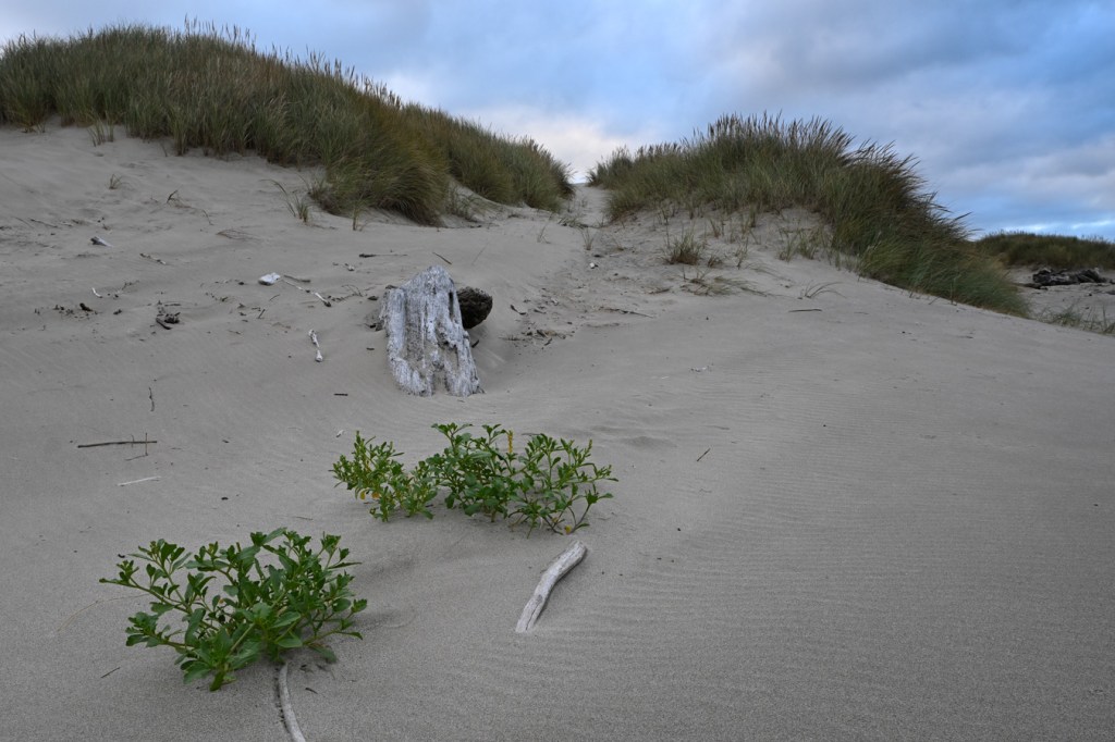 Two Cakile plants creeping down the front of the foredune, almost down to the beach level. In the background, the foredune is topped by Ammophila. Mostly cloudy sky.