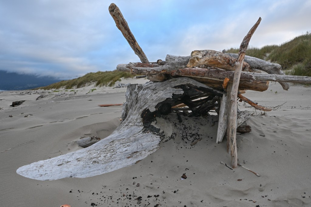 A driftwood shelter on the backshore. The view is mostly the foredune stretching into the distance. Mostly cloudy sky.