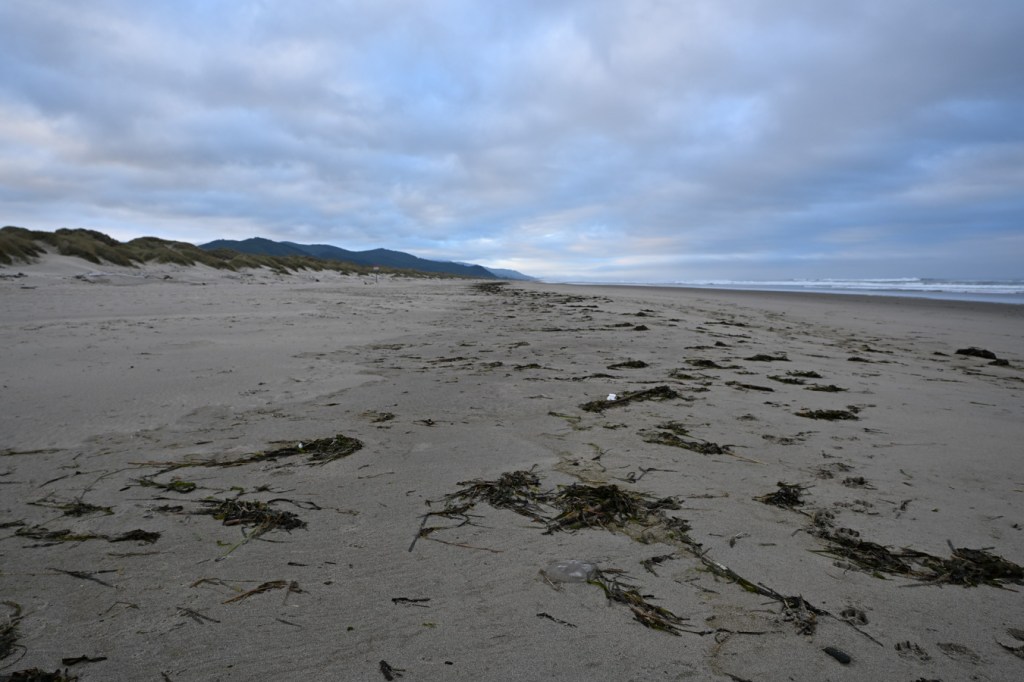 A beachscape with a broad wrack line dominated by eelgrass Zostera.