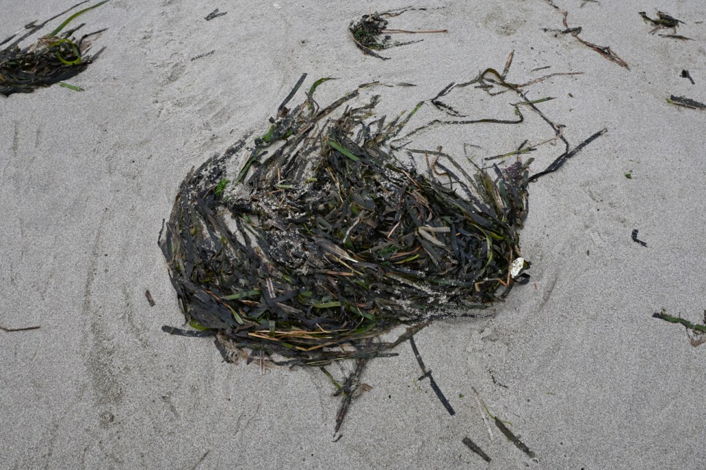 A small drift mass of eelgrass Zostera.