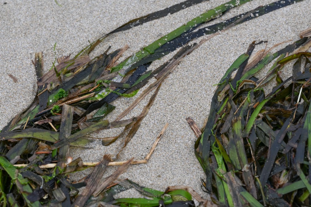 Drifted eelgrass Zostera blades rest on the sand.