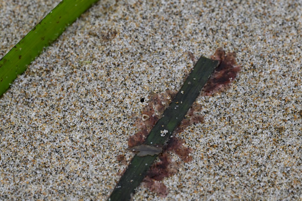Smithora living on a drifted eelgrass blade.