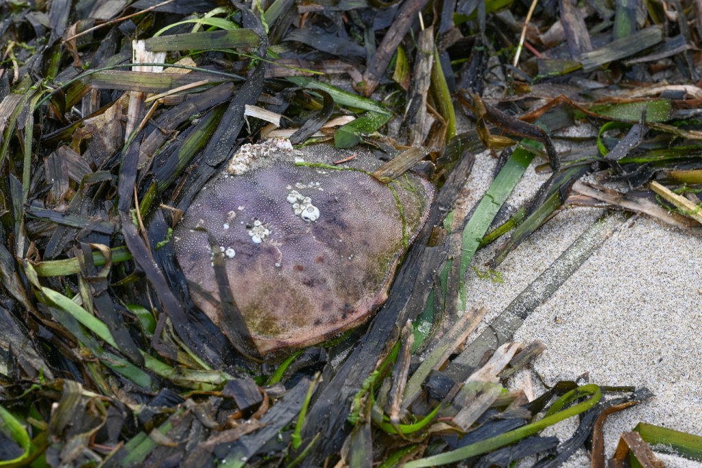 An empty and drifted Dungeness crab (Metacarcinus magister) carapace rests on the sand among a tangle of drifted eelgrass (Zostera).