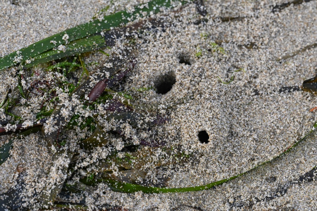 Beach hopper workings, including three tunnel entrances and scattered sand among eelgrass (Zostera) blades.