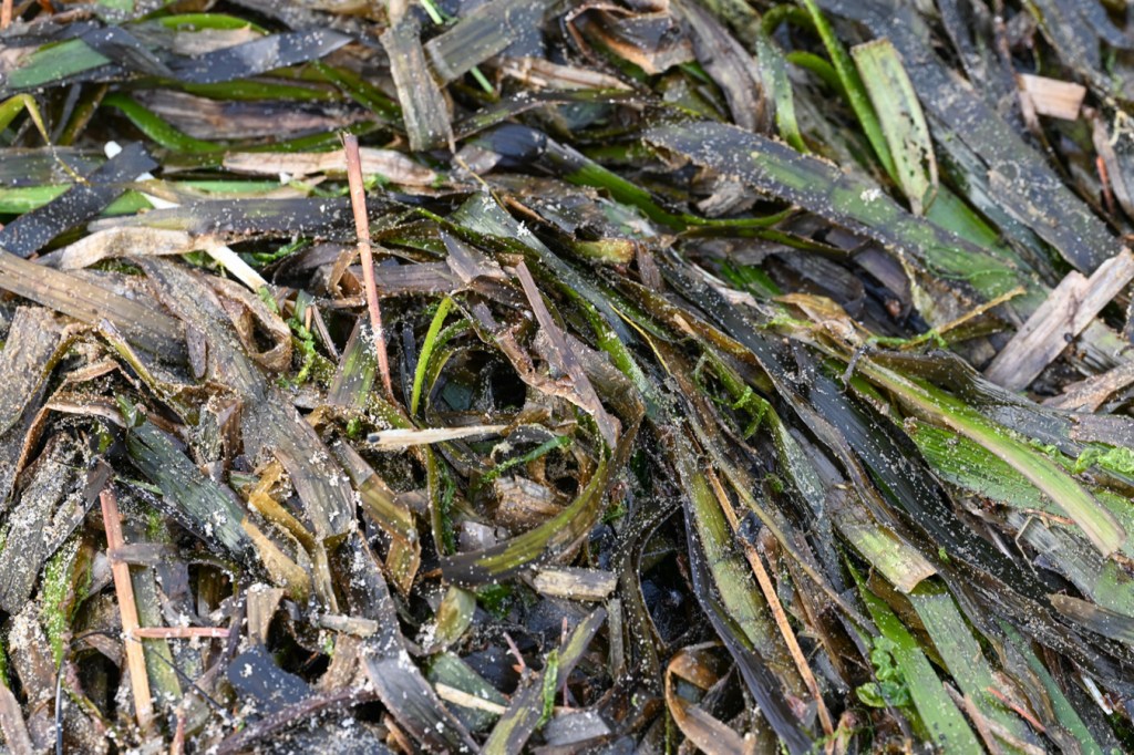 A closeup of a mass of drifted eelgrass Zostera.