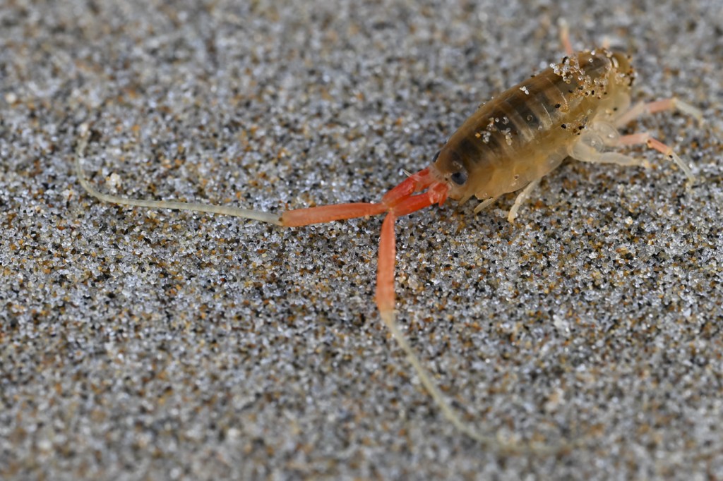 A beach hopper (Megalorchestia californiana) out on the sand.