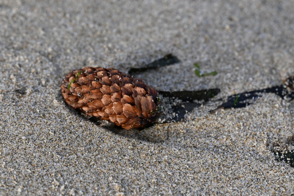 A Sitka spruce (Picea sitchensis) cone rests on the sand alongside a couple eelgrass (Zostera) blades.