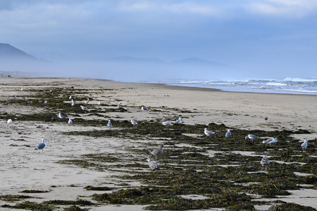 Gulls hanging out and pecking for food in a wrack line dominated by eelgrass (Zostera).