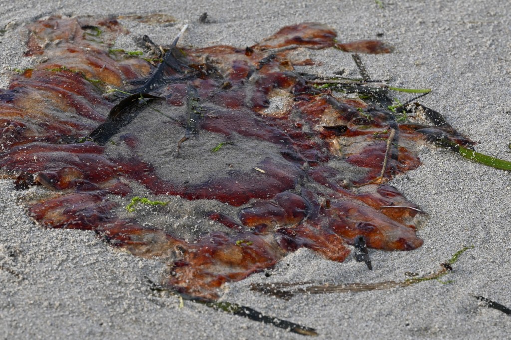 A beached lion's mane jellyfish (Cyanea capillata) rests on the sand. A few eelgrass Zostera blades share the scene.