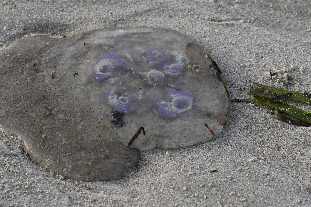 A beached Pacific moon jelly (Aurelia labiata) rests on the sand. A few eelgrass Zostera blades share the scene.