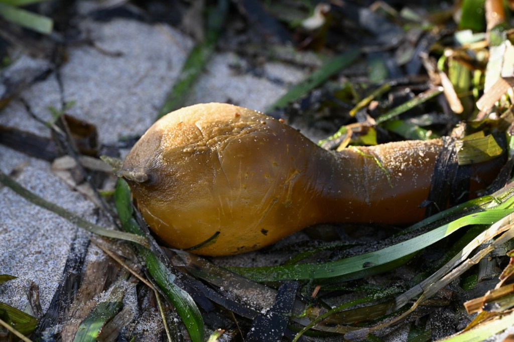 A bull kelp Nereocystis luetkeana pneumatocyst rests on the sand among drifted Zostera.