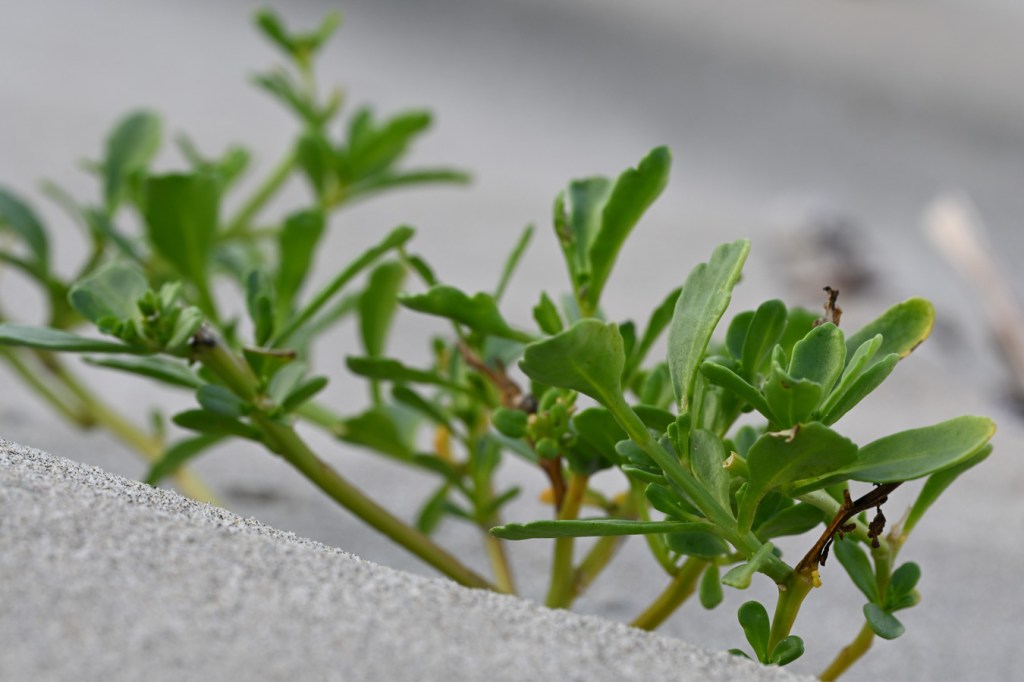 Closeup of Cakile on backshore sand