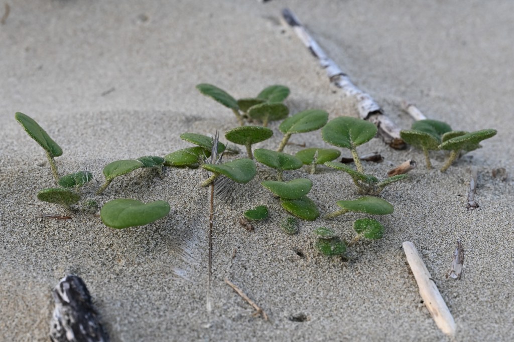 A closeup of Abronia on backshore shelf sand.