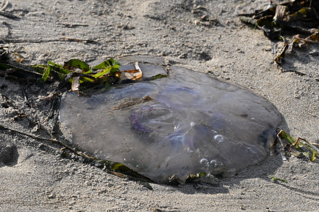 A beached Pacific moon jelly (Aurelia labiata) rests on the sand. A few Zostera blades share the scene.