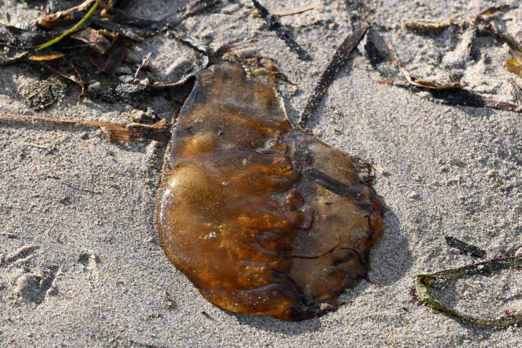 A beached Pacific sea nettle (Chrysaora fuscescens) rests on the sand. A few eelgrass Zostera blades share the scene.