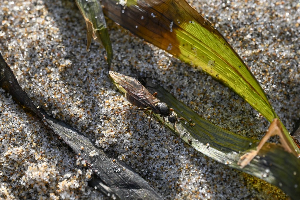 Winged ant on an eelgrass (Zostera) blade.