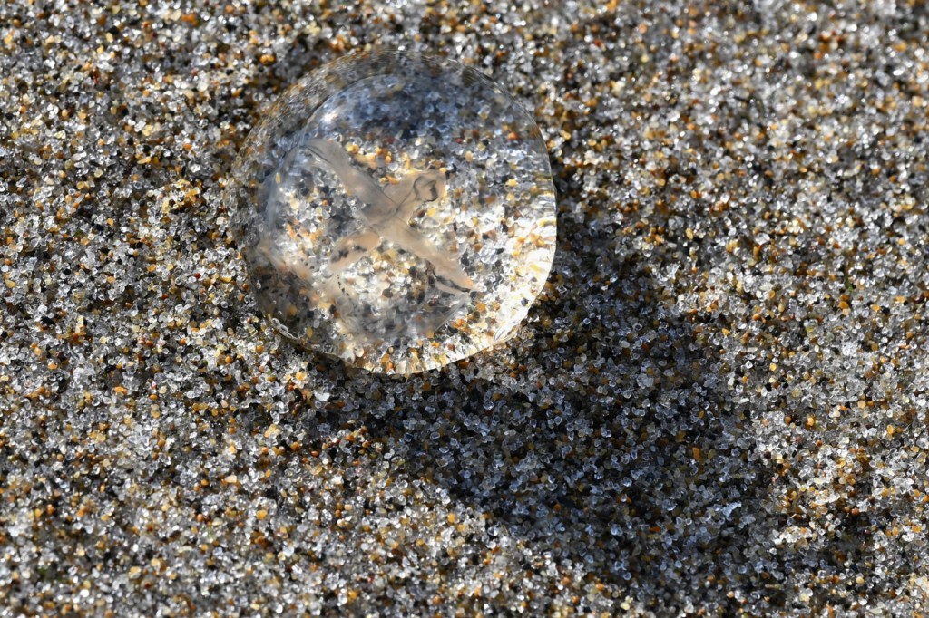 A beached Halimedusa typus rests on the sand.