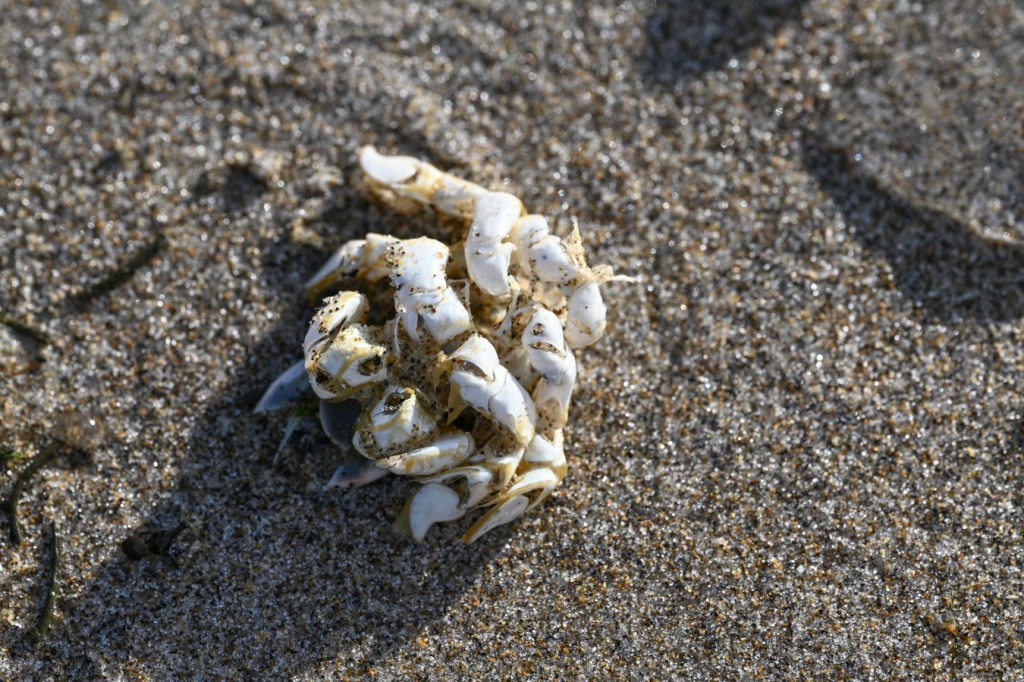 A fragment of a Pacific mole crab (Emerita analoga) exoskeleton rests on the sand.