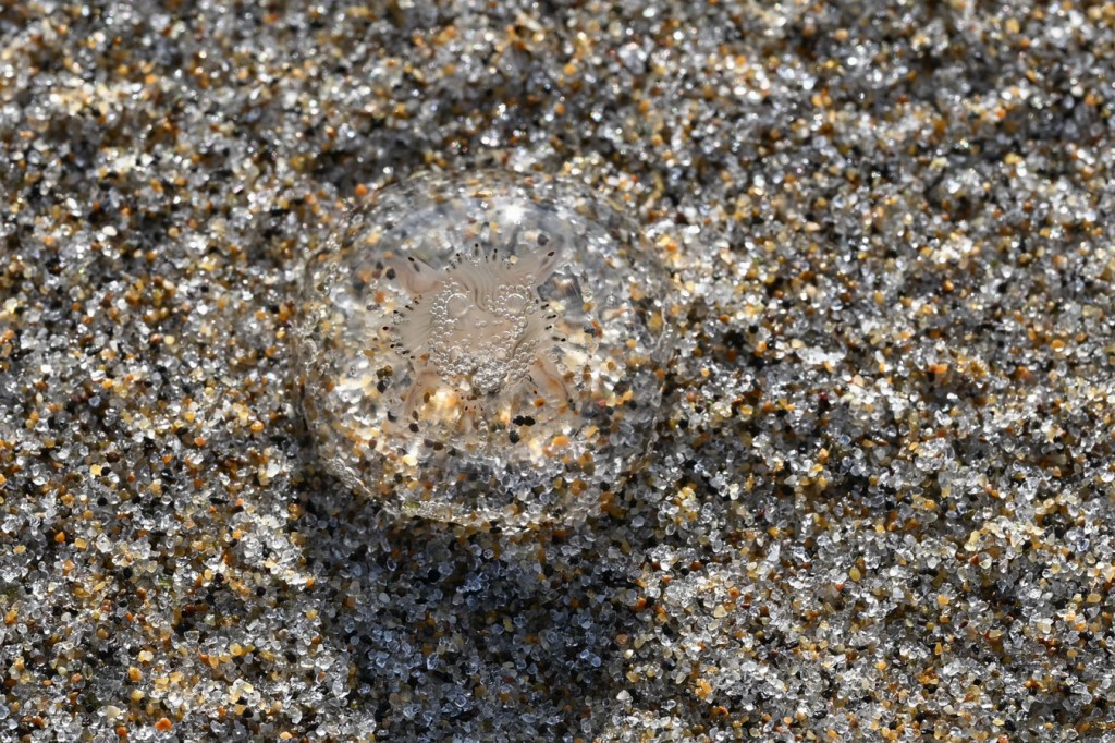 A beached Halimedusa typus rests on the sand.