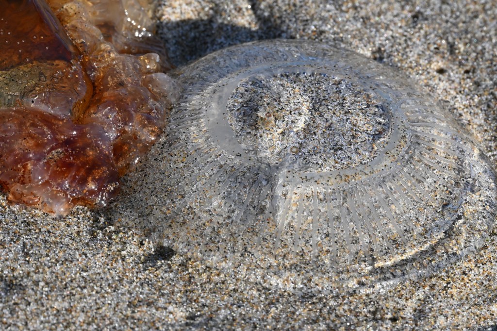A beached Aequorea rests on the sand next to a lion's mane fragment