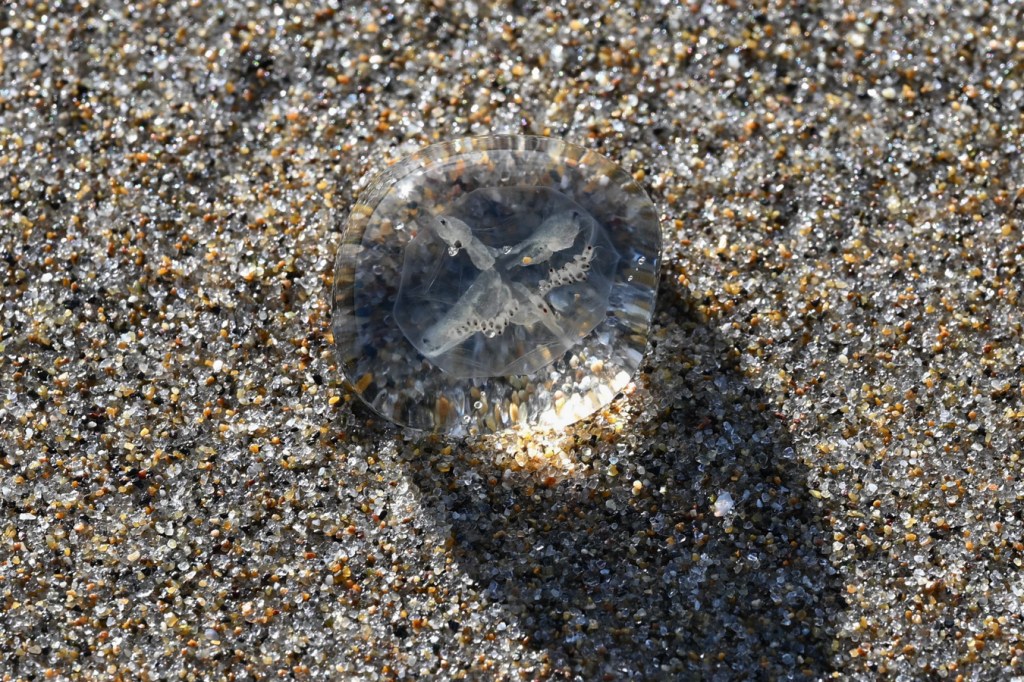 A beached Halimedusa typus rests on the sand.