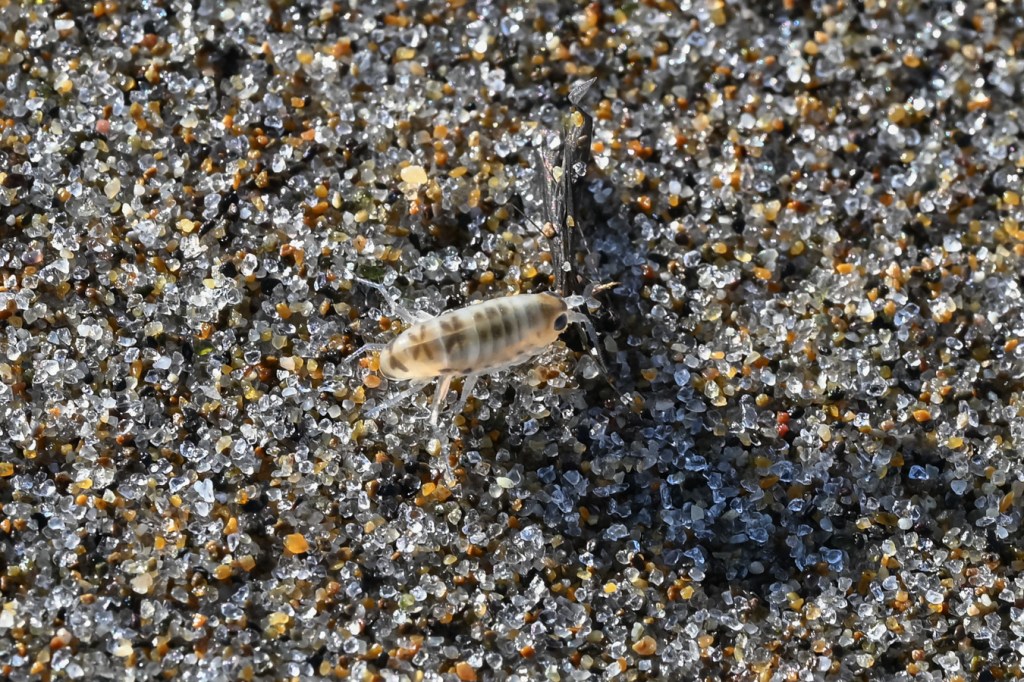 A pale beach hopper Megalorchestia columbiana scurries over the sand.