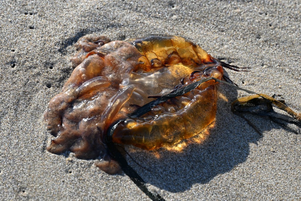 A beached Pacific sea nettle (Chrysaora fuscescens) rests on the sand. A few eelgrass Zostera blades share the scene.