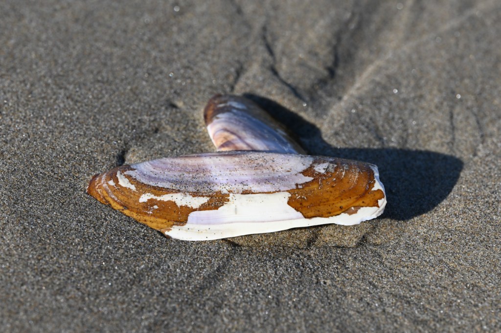 An empty and drifted Pacific razor clam (Siliqua patula) shell, both valves, rests ion the sand.