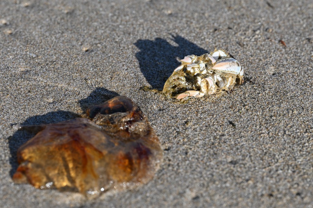 Pacific mole crab (Emerita analoga) carcass rests on the sand behind a lion's mane (Cyanea capillata) fragment.