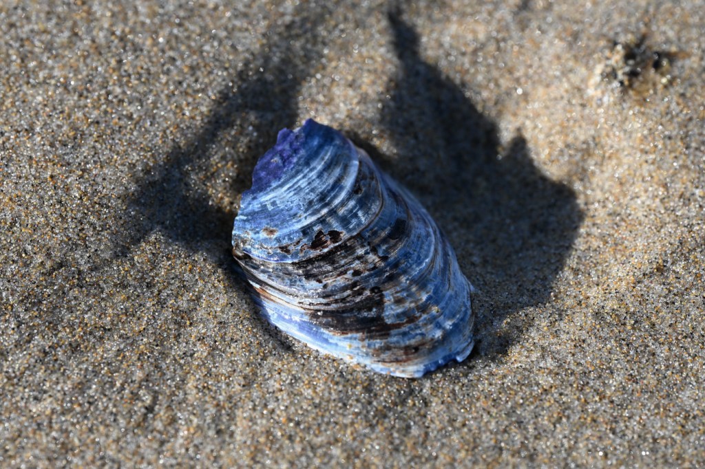 A drifted shell fragment from a California mussel (Mytilus californianus) rests in its impression in the sand.